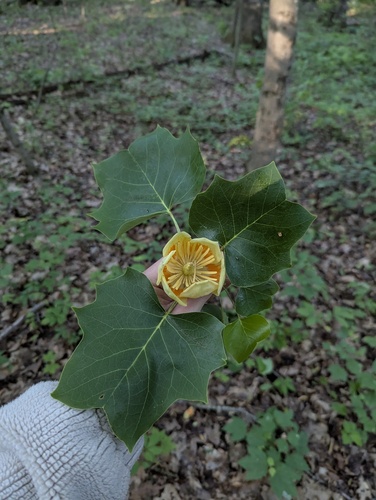 Tulip Tree