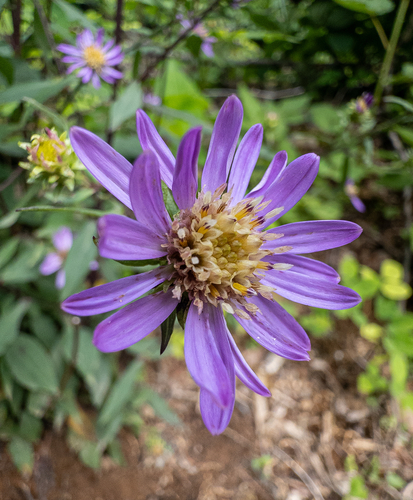 Symphyotrichum retroflexum, photograph 3