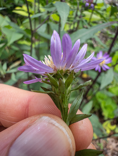 Symphyotrichum retroflexum, photograph 4