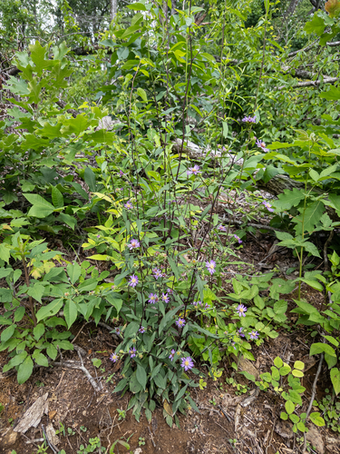 Symphyotrichum retroflexum, photograph 6
