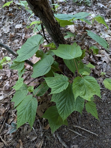 striped maple