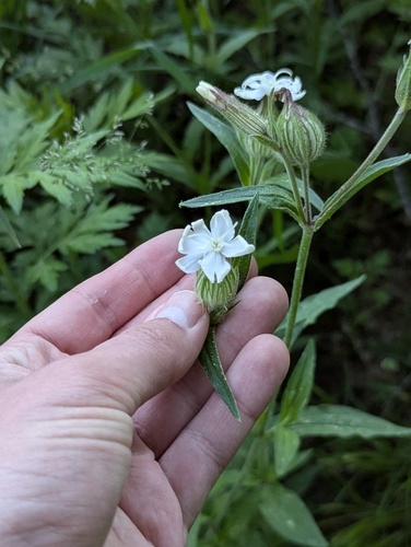 white campion