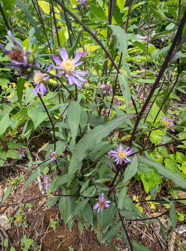 Symphyotrichum retroflexum, photograph 5
