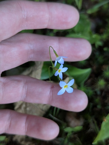 azure bluet