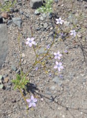 Gilia scopulorum