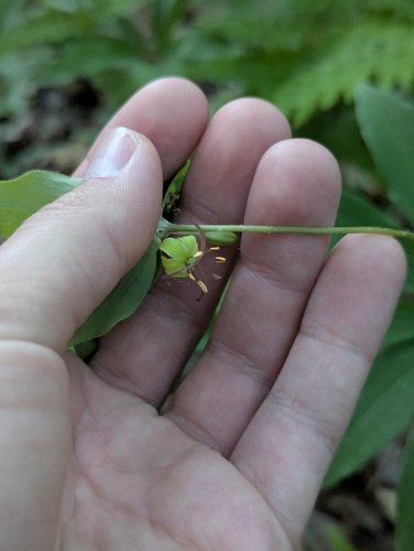 Cucumber Root