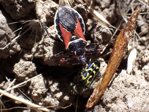 iNaturalist observation photo of California Bee Assassin