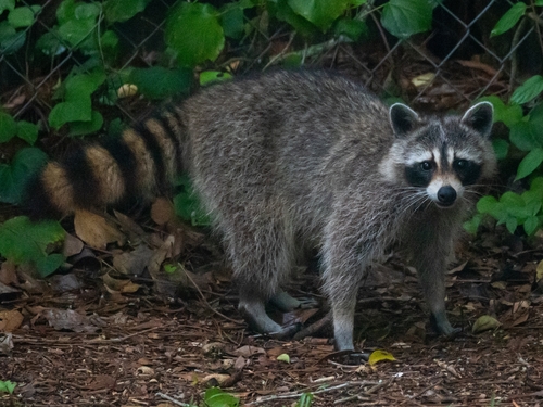 Common Raccoon