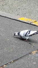 Columba livia