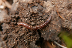 Eisenia