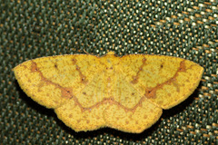 Periclina