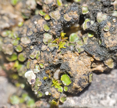 Placidium squamulosum