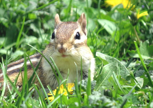 Eastern Chipmunk