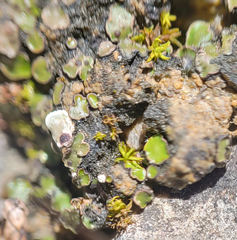 Placidium squamulosum