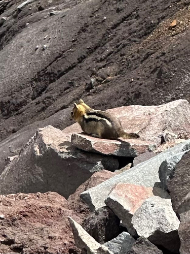 Common Golden-mantled Ground Squirrel