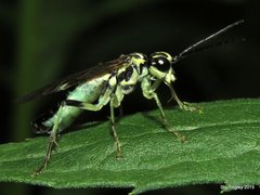 Tenthredo verticalis