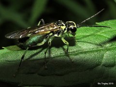 Tenthredo verticalis