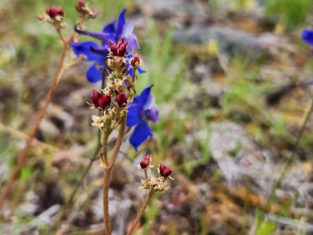 Micranthes occidentalis; photograph (c) Alex Reitan, some rights reserved (CC BY)