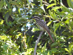 Gymnocoronis spilanthoides