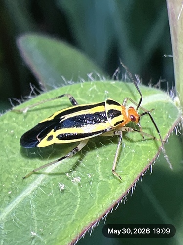 Four-lined plant bug