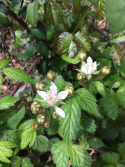 Rubus ursinus macropetalus