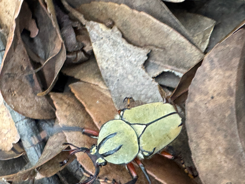 Dicronocephalus bowringi