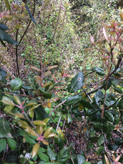 Quercus agrifolia agrifolia