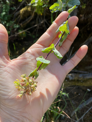 Lonicera interrupta, photograph author not stated, no rights reserved