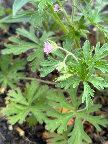 Bicknell's cranesbill