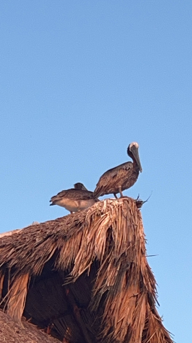 Brown Pelican