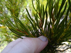 Orites acicularis