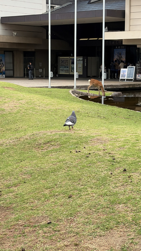 Rock Pigeon