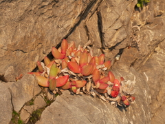 Disphyma australe australe