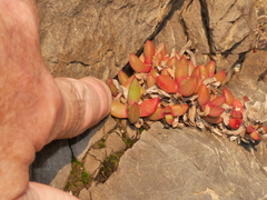 Disphyma australe australe