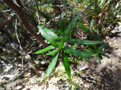 Orites diversifolius