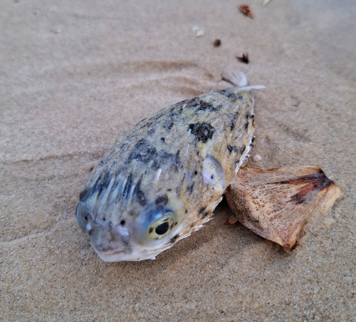 Pelagic porcupinefish (Diodon eydouxii) — Diodontidae