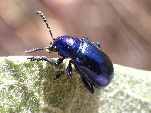 iNaturalist observation photo of Cobalt Milkweed Beetle
