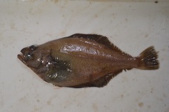 Citharichthys sordidus