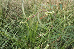 Persicaria subsessilis