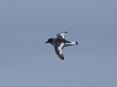 Antarctic Petrel photo 5