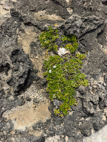Heliotropium anomalum, photograph 5