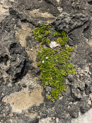 (c) Nathan Nguyen, some rights reserved (CC BY) Heliotropium anomalum, photograph (c) Nathan Nguyen, some rights reserved (CC BY)