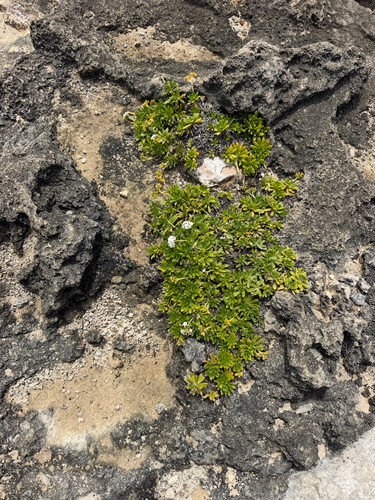 Heliotropium anomalum, photograph 6