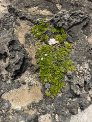 Heliotropium anomalum, photograph (c) Nathan Nguyen, some rights reserved (CC BY)