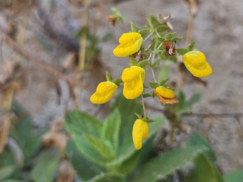 Calceolaria petioalaris, photograph 3