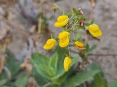 Calceolaria petioalaris, photograph (c) Cesar Ormazabal, some rights reserved (CC BY)