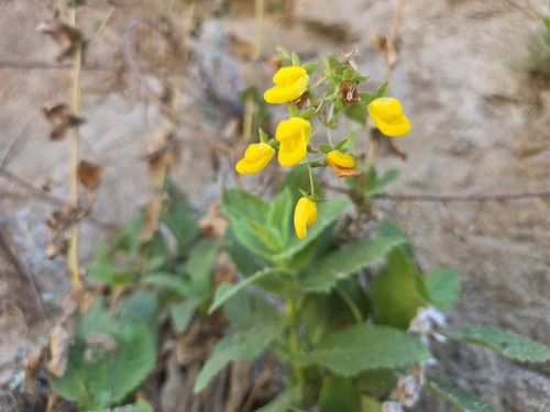 Calceolaria petioalaris, photograph 2