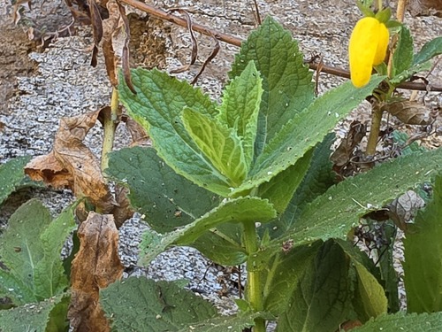 Calceolaria petioalaris, photograph 4