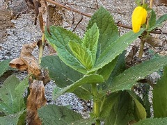 Calceolaria petioalaris, photograph (c) Cesar Ormazabal, some rights reserved (CC BY)