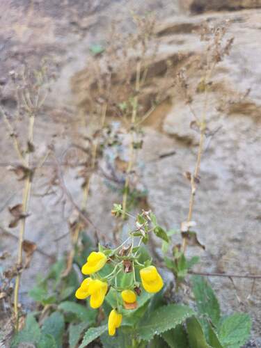 Calceolaria petioalaris